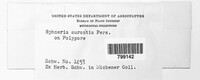 Hypomyces aurantius image